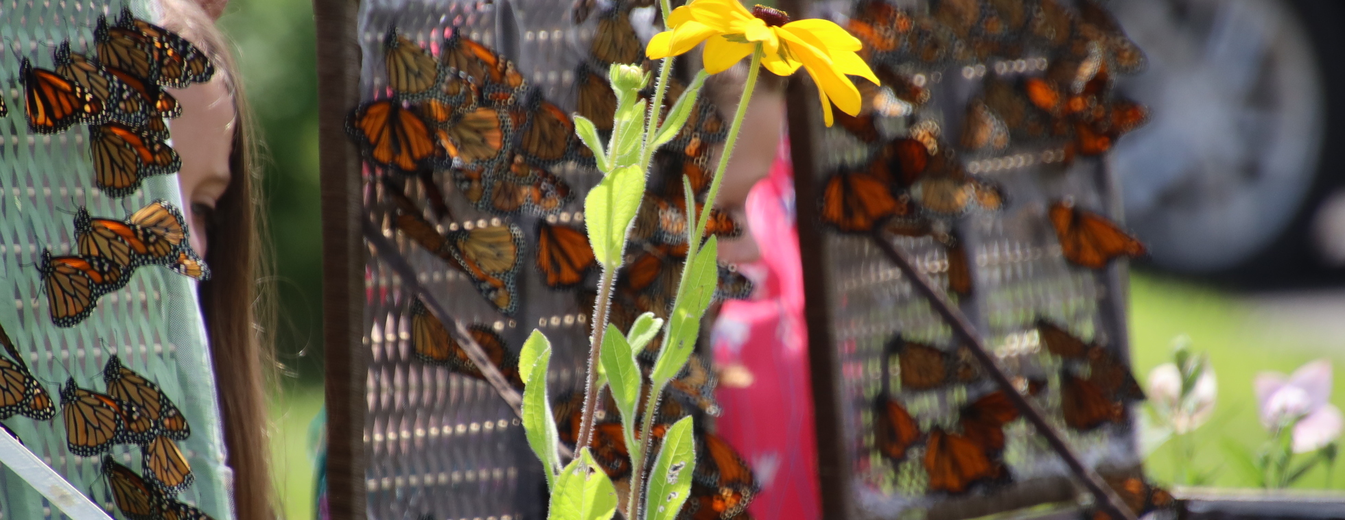Butterfly Release Celebration 2025
